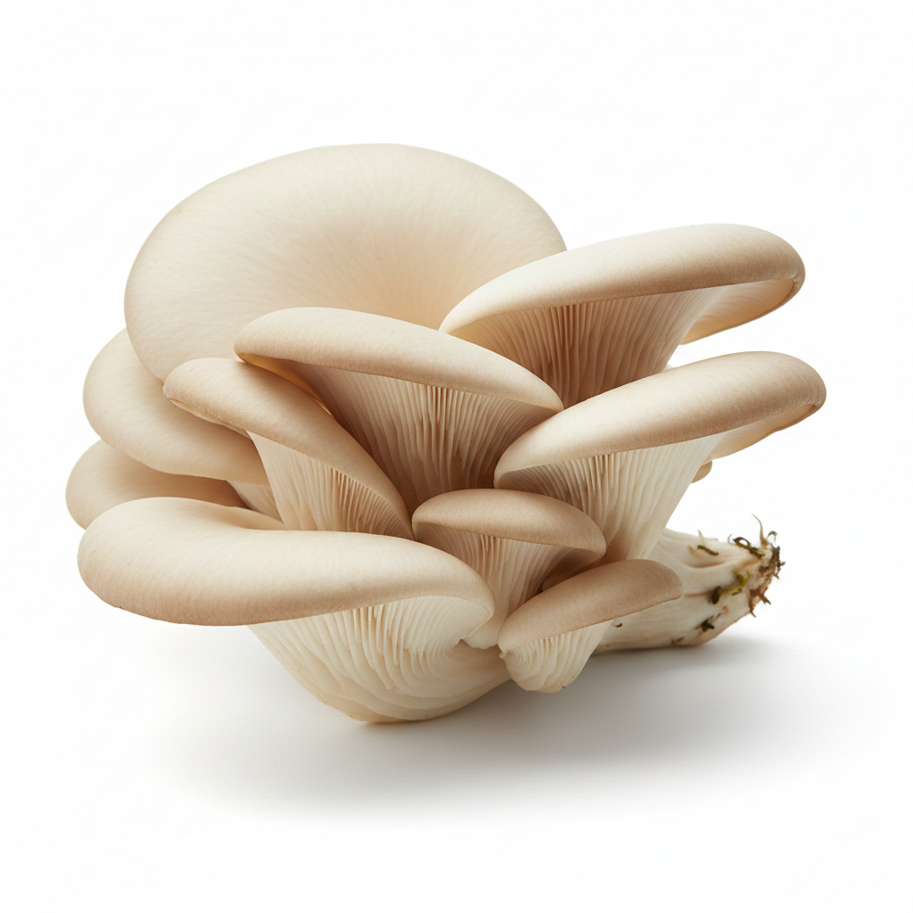 Oyster Mushroom & King Chilli Pickle