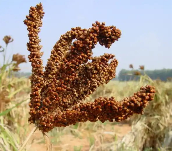 Millet