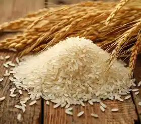 Rice
